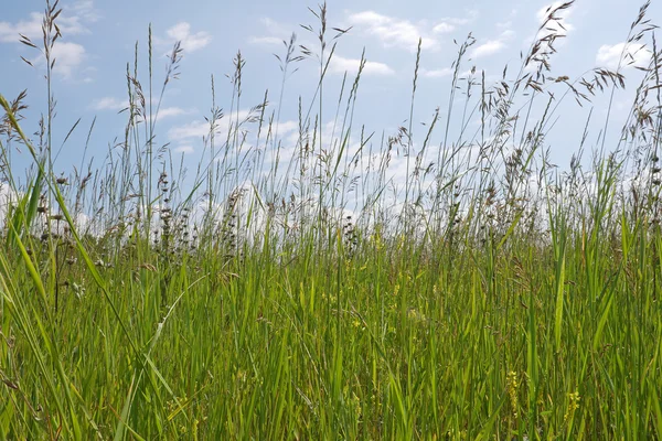 Gräset beror på blå himmel — Stockfoto