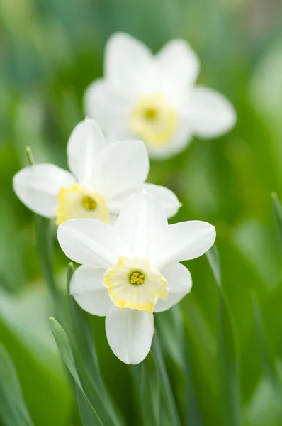 Narcissus bloem — Stockfoto