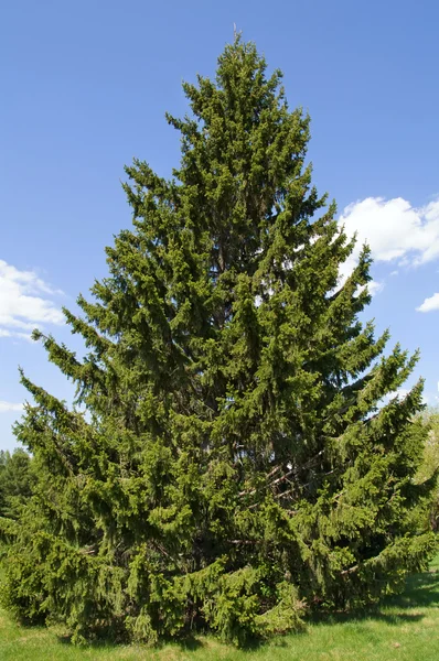 Hohe Tanne — Stockfoto