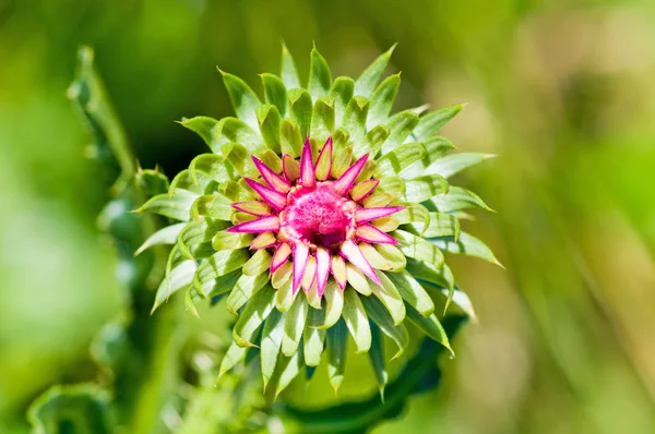 Thistle bloem — Stockfoto