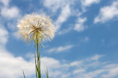 büyük blowball