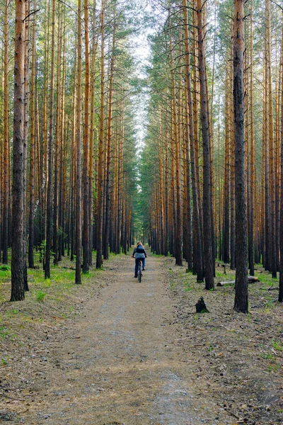 Kobieta jest jazda na rowerze w sosnowym lesie — Zdjęcie stockowe