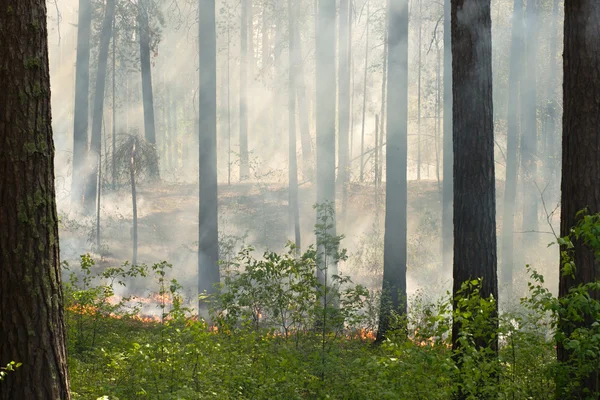 Fogo na floresta — Fotografia de Stock