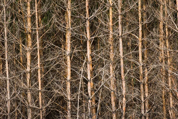 Fundo de troncos de pinho — Fotografia de Stock