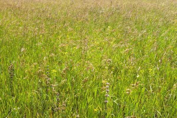 Meadow grass — Stock Photo, Image