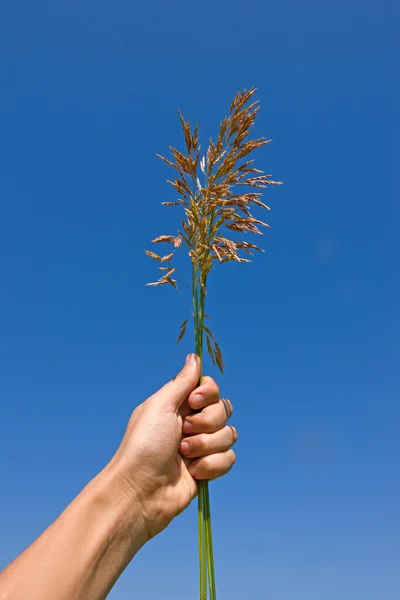 Grass ear in hand — Stock Photo, Image