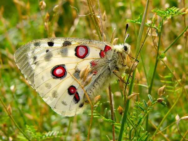 Метелик Nomion — стокове фото