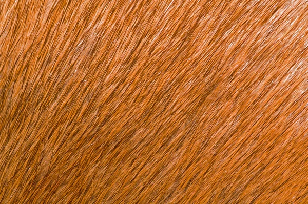 동물의 털 — 스톡 사진