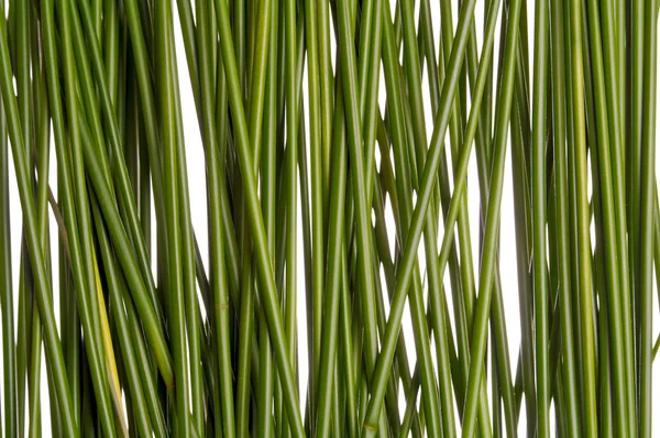 Zelené trávě zeď — Stock fotografie