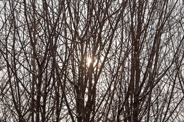Sol en los árboles — Foto de Stock