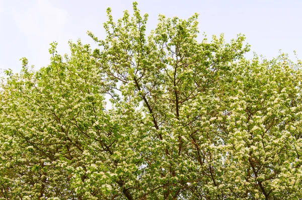 Appelboom in bloesem — Stockfoto