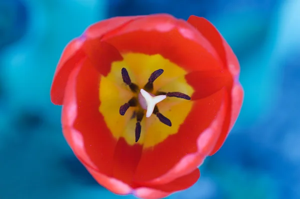 Rote Tulpe auf blauem Grund — Stockfoto