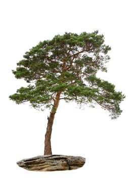 Pine tree clipart