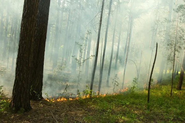 Fuego en el bosque — Foto de Stock