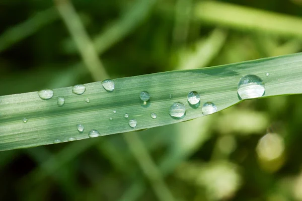 Rain dops su erba lama — Foto Stock