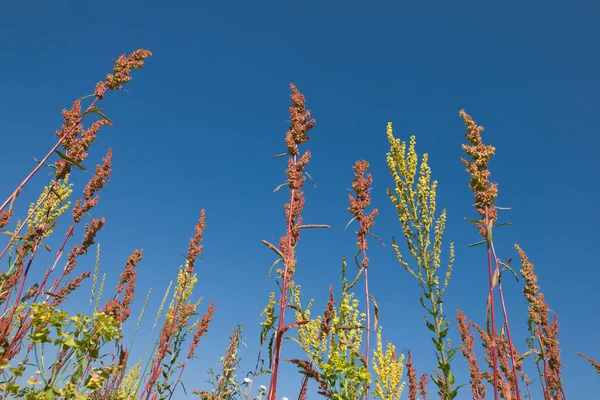 Grass stems on blue sky — Stock Photo, Image