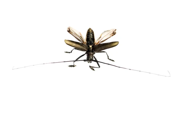 摩羯座的甲虫 — 图库照片