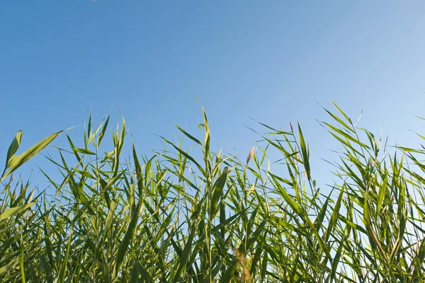Reed stjälkar på blå himmel — Stockfoto