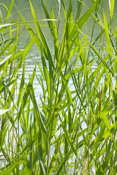 Reed stems — Stock Photo, Image