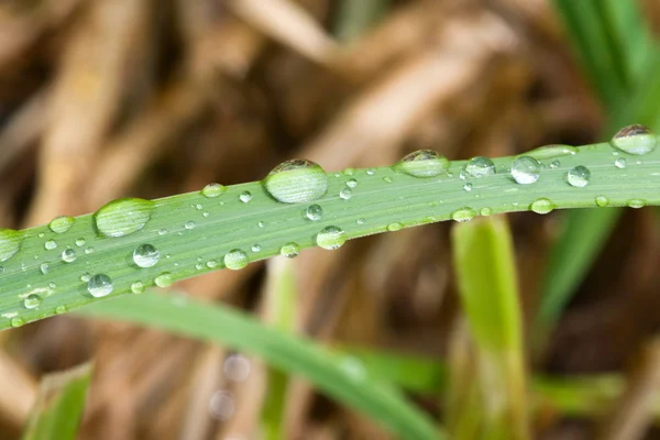 잔디 잎에 비가 훨씬 dop — 스톡 사진
