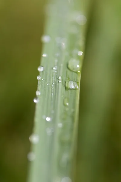 Eső dops fű penge — Stock Fotó