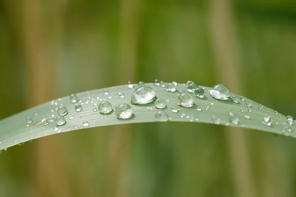 Regen dops op gras blade — Stockfoto