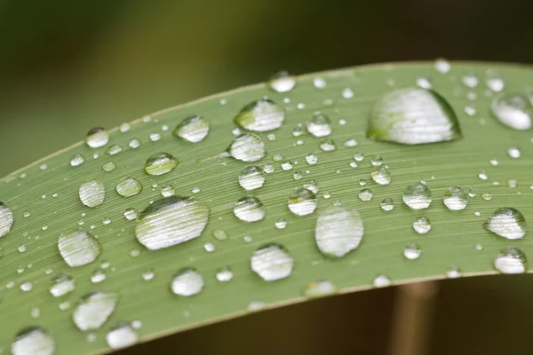 Dops déšť na trávě blade — Stock fotografie