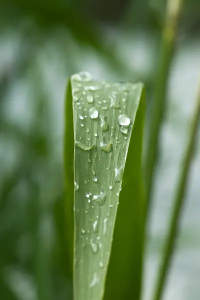 Rain dops on grass blade — Stock Photo, Image