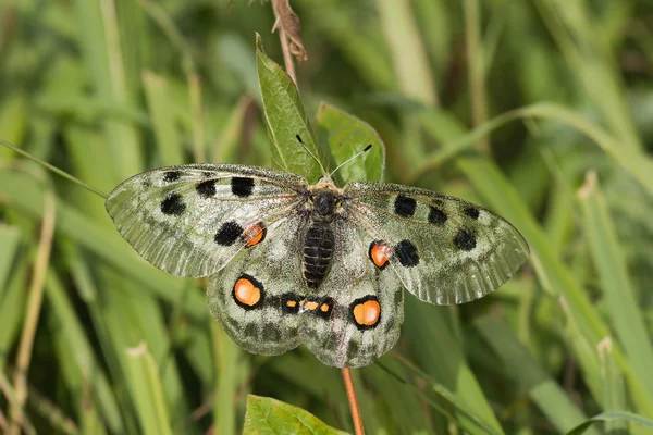 Nomion butterfly — Stockfoto