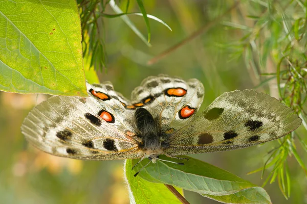 Nomion mariposa —  Fotos de Stock