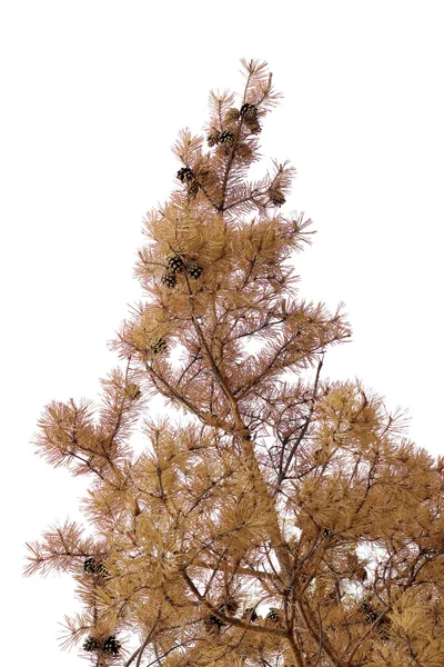 Ramo di pino dorato — Foto Stock