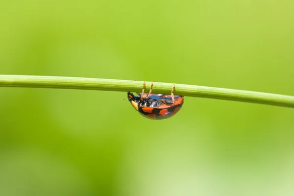 Uğur böceği ot kök üzerinde — Stok fotoğraf