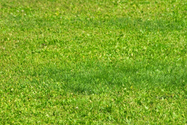 녹색 풀 밭 — 스톡 사진