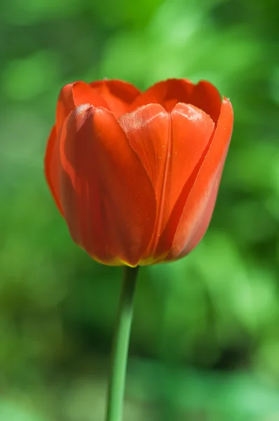 Голова тюльпана — стоковое фото