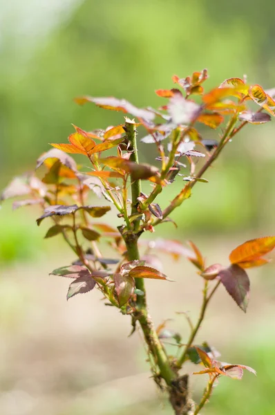 Зрізані троянди bushc — стокове фото