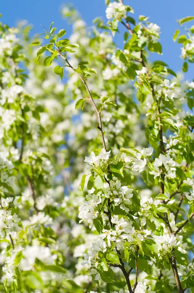 stock image Apple tree in blossom