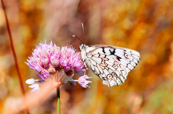 Білий метелик — стокове фото