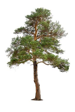 Pine tree clipart