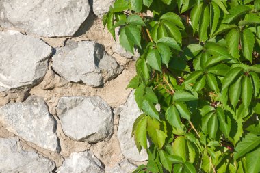 Hop on stone wall clipart