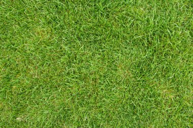 Green grass field clipart