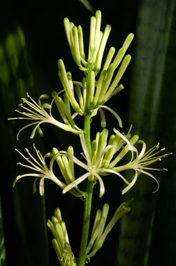 Sansevieria çiçek