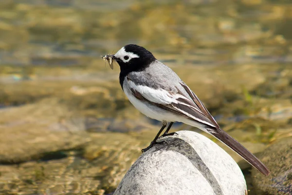 stock image Wagtail with mosquito in beak