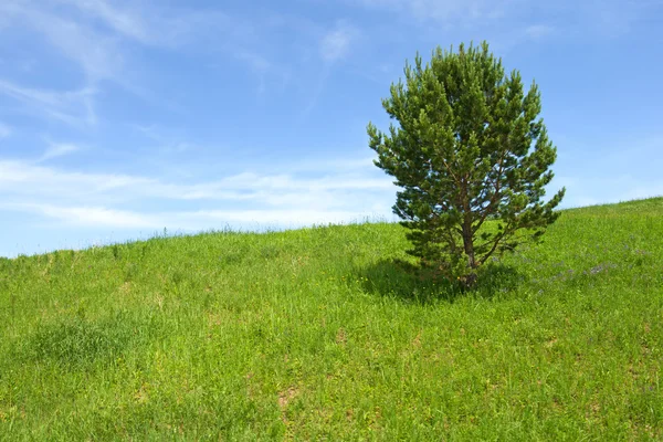 Árbol en el campo — Foto de Stock