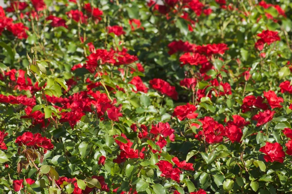 stock image Rose field