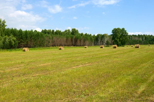 stock image Field with haystacks