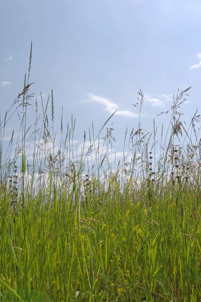 Tiges d'herbe sur le ciel bleu — Photo