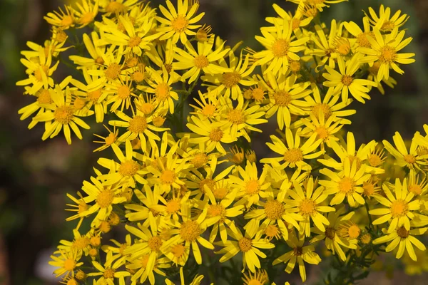 stock image Yellow camomile backgound