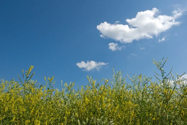 Люцернское поле на голубом небе — стоковое фото