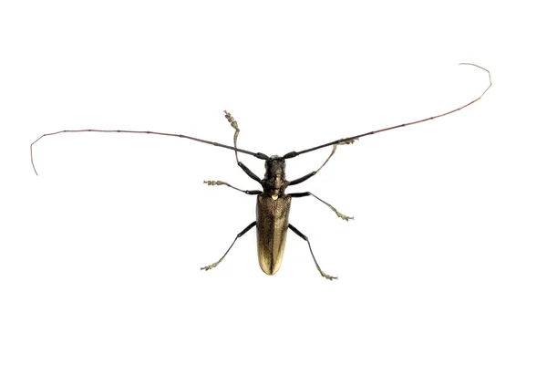 摩羯座的甲虫 — 图库照片