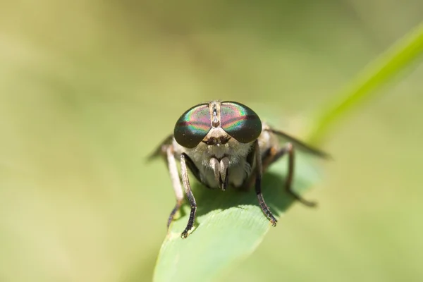 Gadfly no dente-de-leão — Fotografia de Stock